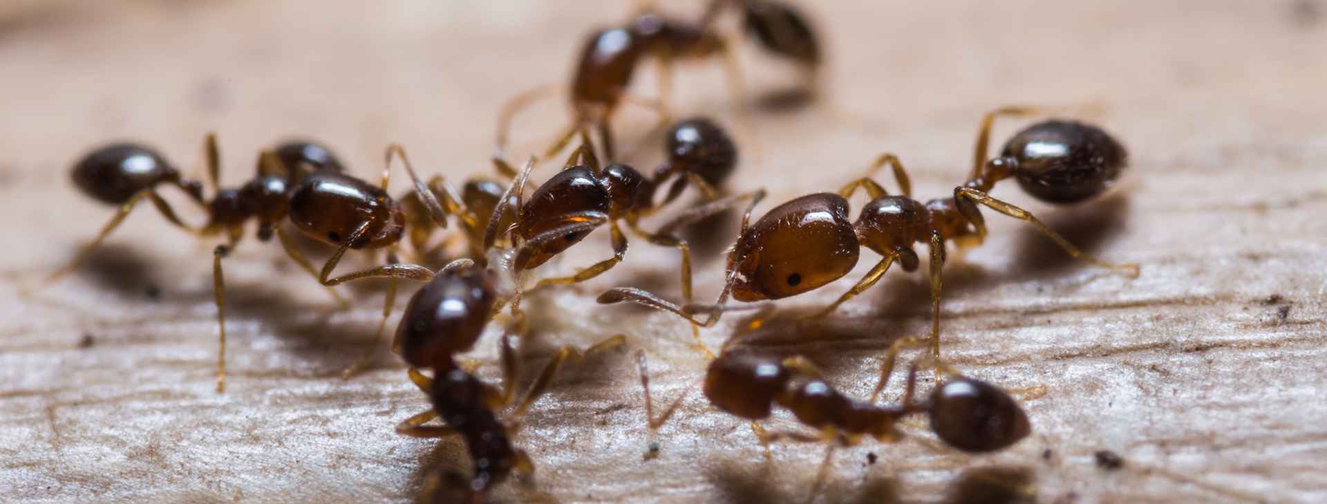ants for slide 3